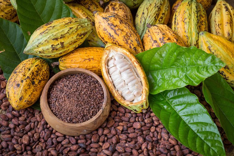 Kakao ceremonialne – boski napój Azteków